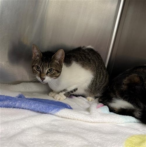 A187932 - Domestic Short Hair available for adoption