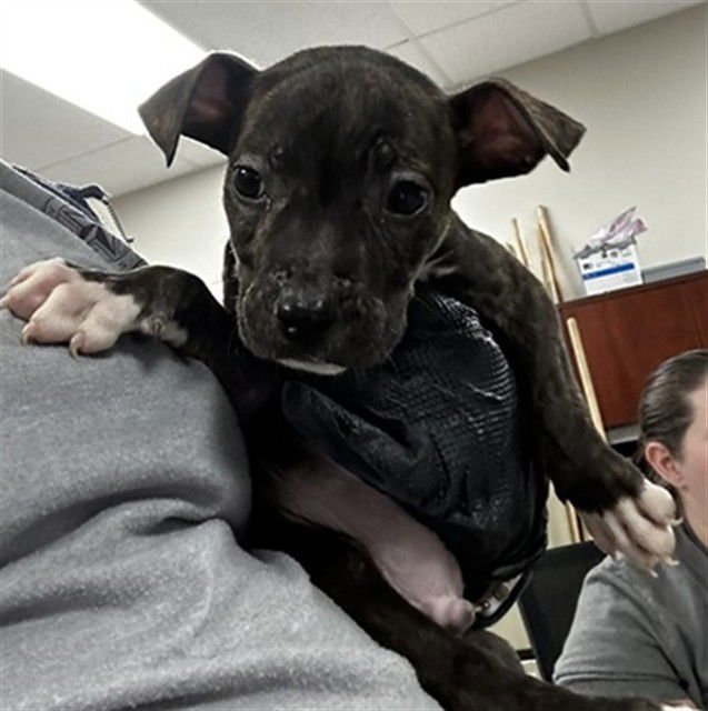 JELLYBEAN - American Pit Bull Terrier available for adoption