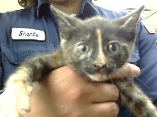 A187355 - Domestic Short Hair available for adoption