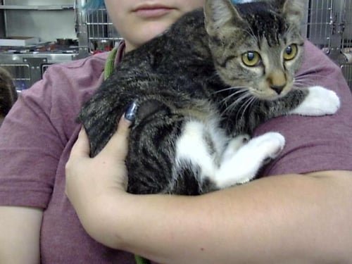 A188236 - Domestic Short Hair available for adoption