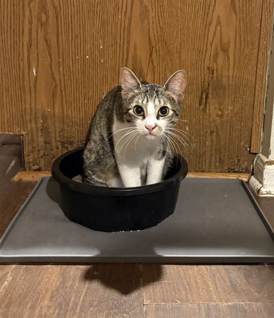 WALLY - Domestic Short Hair available for adoption