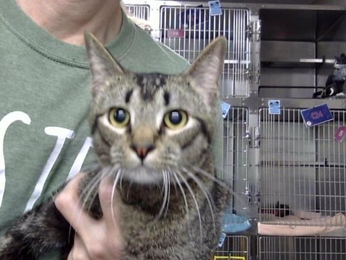 OZZY - Domestic Short Hair available for adoption