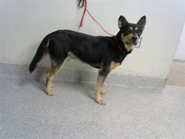 DAVEY - German Shepherd Dog available for adoption