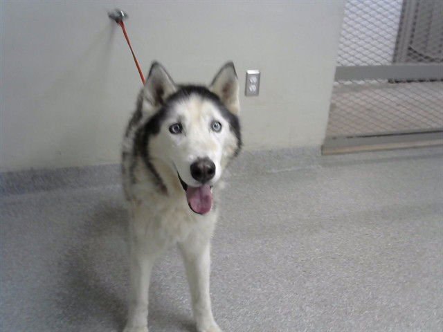 A183068 - Siberian Husky available for adoption