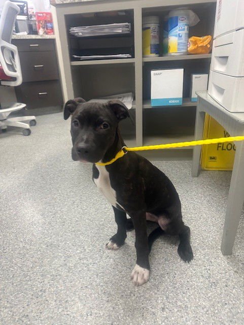 ERNIE - American Pit Bull Terrier available for adoption