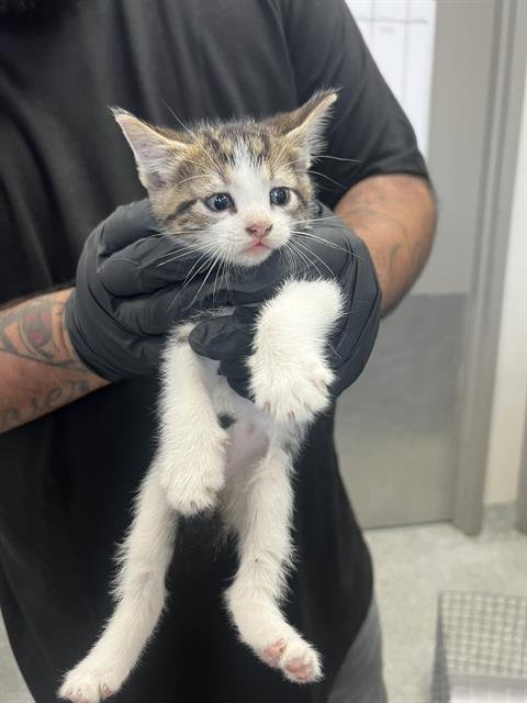 CUDDLES - Domestic Short Hair for adoption in Pasadena