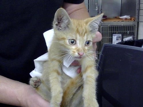 A188642 - Domestic Short Hair available for adoption