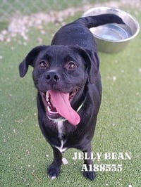 JELLY BEAN - Photo 1