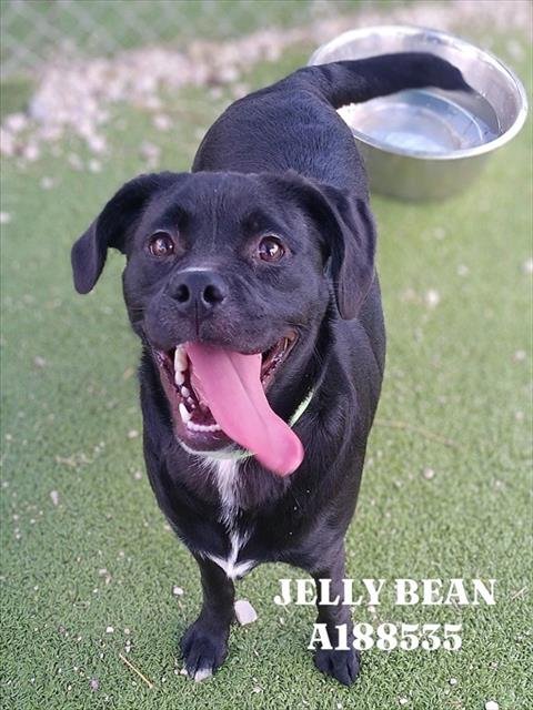 JELLY BEAN - Pug / Labrador Retriever available for adoption