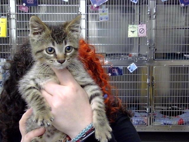 BENJAMIN - Domestic Short Hair available for adoption