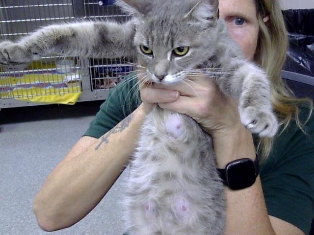 STARBURST - Domestic Short Hair available for adoption