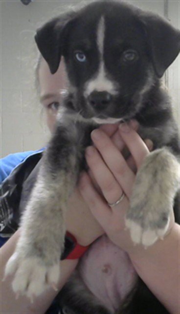 SHADOW - Siberian Husky available for adoption