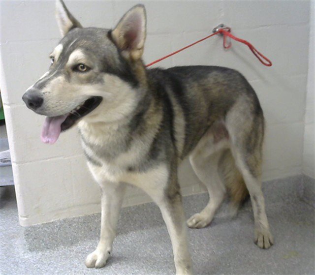 MAX Image