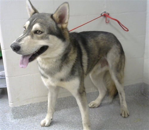 MAX - Siberian Husky available for adoption