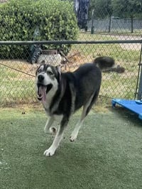 MAX - Photo 1