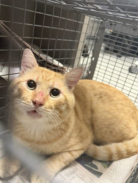 QUINCY - Domestic Short Hair available for adoption