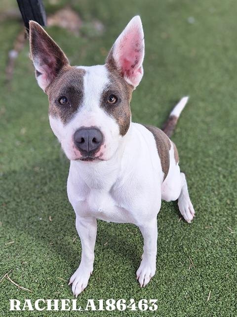 RACHEL - American Pit Bull Terrier available for adoption