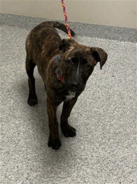 JOLIE - Plott Hound available for adoption