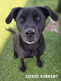 DIXIE - Photo 1