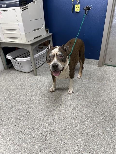 A188324 - American Pit Bull Terrier available for adoption