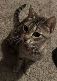 HAZEL - Photo 1
