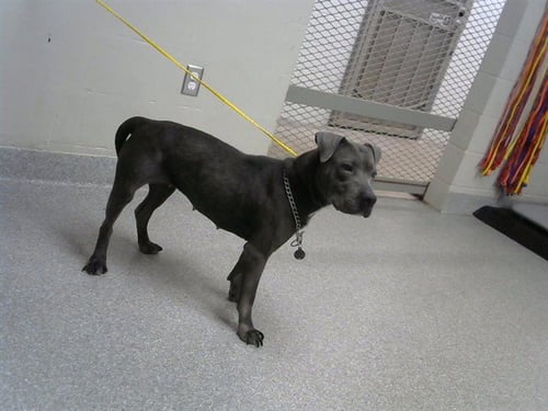 LYLA - American Pit Bull Terrier available for adoption