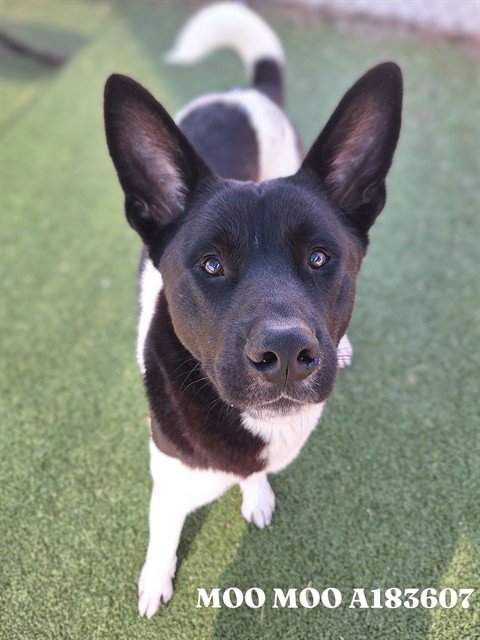 MOO MOO - Akita available for adoption