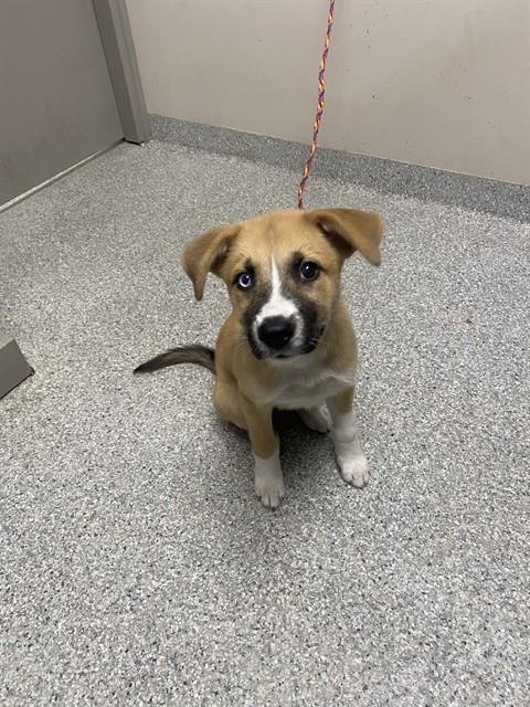 A183115 - Anatolian Shepherd / Siberian Husky available for adoption