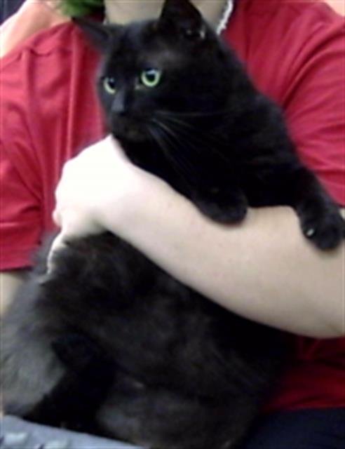 A184003 - Domestic Short Hair available for adoption