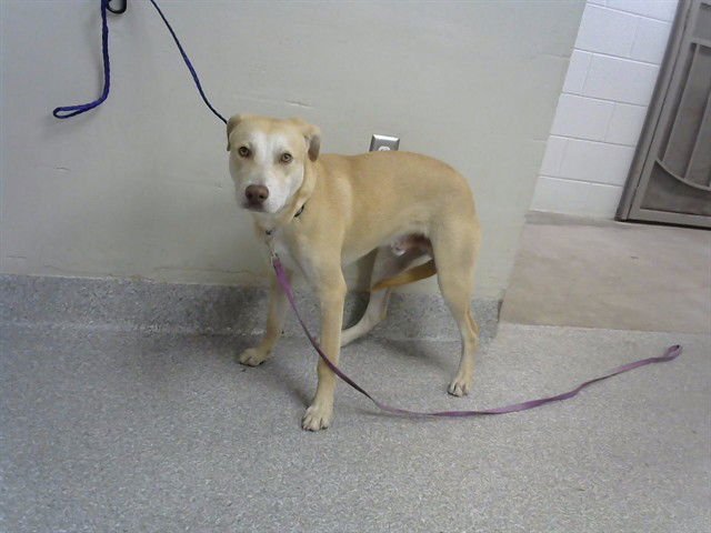 WONTON - Labrador Retriever available for adoption