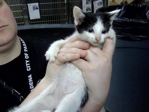 A187322 - Domestic Short Hair available for adoption