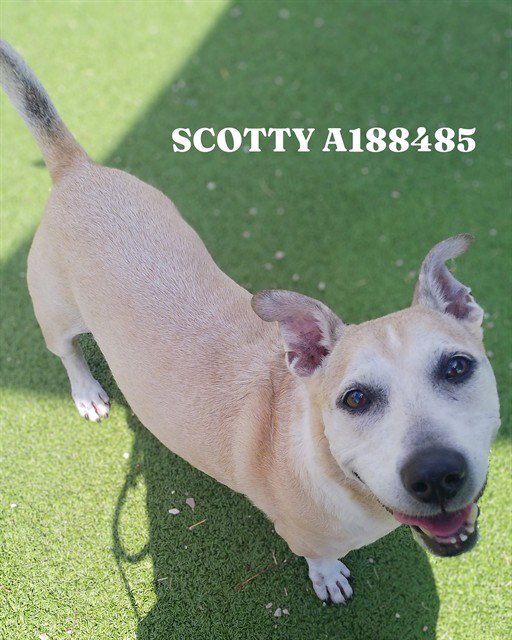 SCOTTY Image