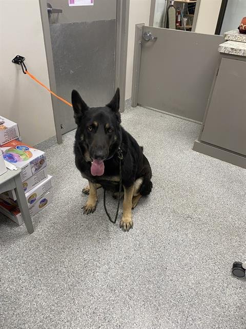 WALTER - German Shepherd Dog available for adoption