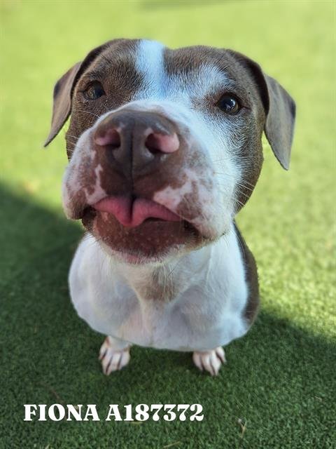FIONA Image