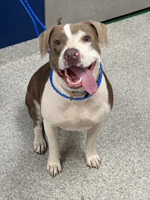 FIONA - American Pit Bull Terrier available for adoption