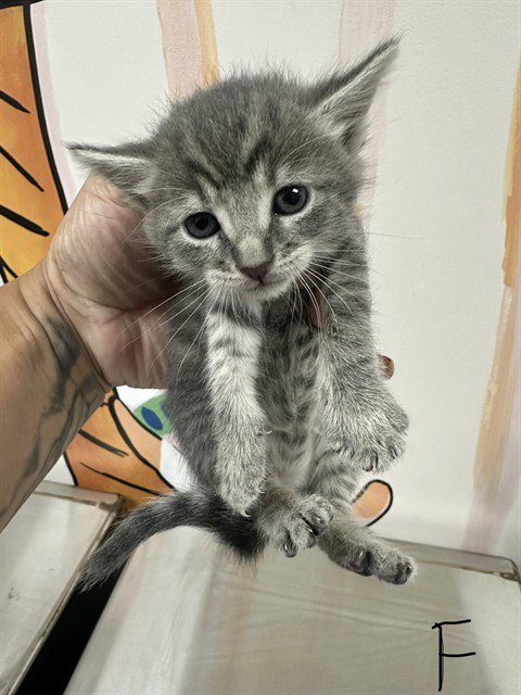 A189071 - Domestic Short Hair available for adoption