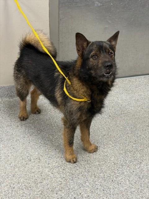 KUMA - Shiba Inu / German Shepherd Dog available for adoption