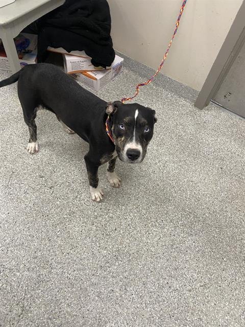 VIOLET - American Pit Bull Terrier available for adoption