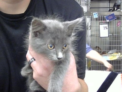 A186901 - Domestic Long Hair available for adoption