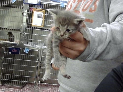A187780 - Domestic Short Hair available for adoption