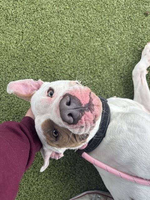 AUSTIN - American Pit Bull Terrier available for adoption