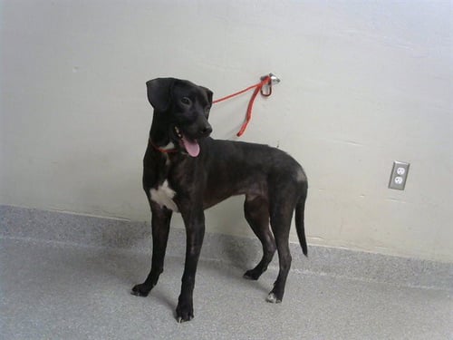BRUNO - Border Collie for adoption in Pasadena
