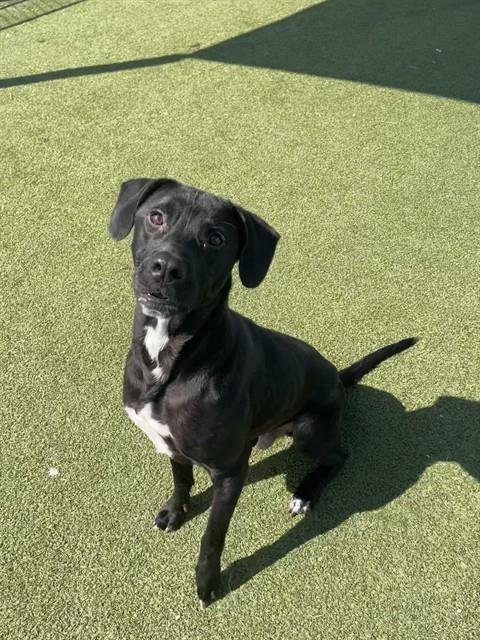 BRUNO - Labrador Retriever available for adoption