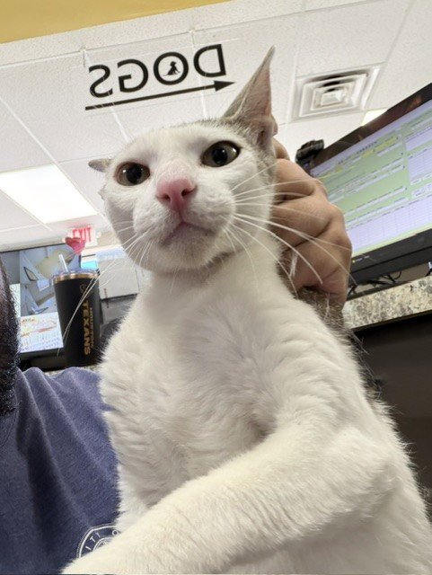A187081 - Domestic Short Hair available for adoption