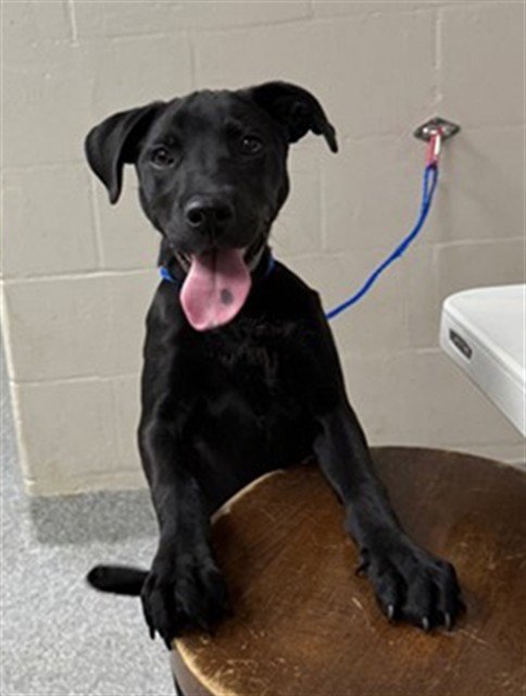 A183991 - American Pit Bull Terrier / Labrador Retriever available for adoption