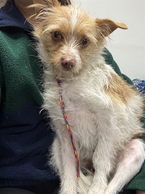 A183171 - Wirehaired Fox Terrier available for adoption