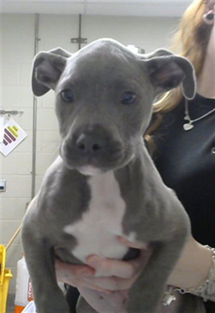 ACE - American Pit Bull Terrier available for adoption