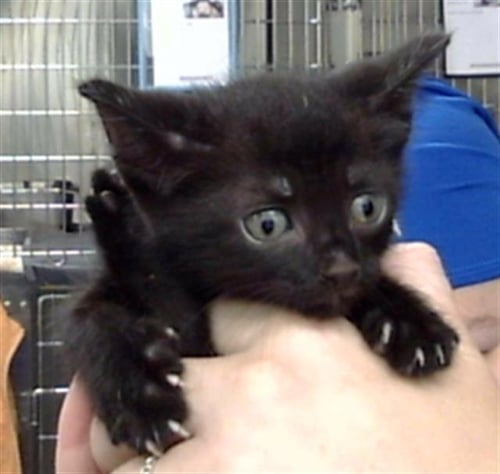 A186952 - Domestic Medium Hair available for adoption