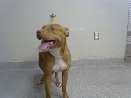 A186807 - Staffordshire Bull Terrier available for adoption