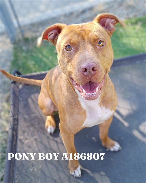 PONY BOY Image